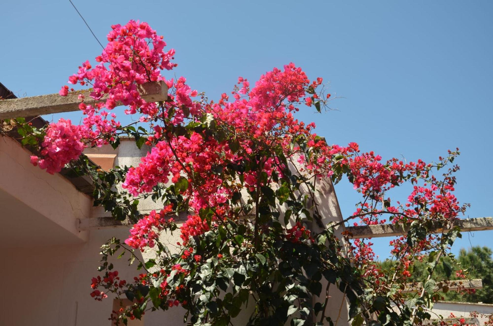 Villa Teti - Sicilia Campofelice Di Roccella Εξωτερικό φωτογραφία
